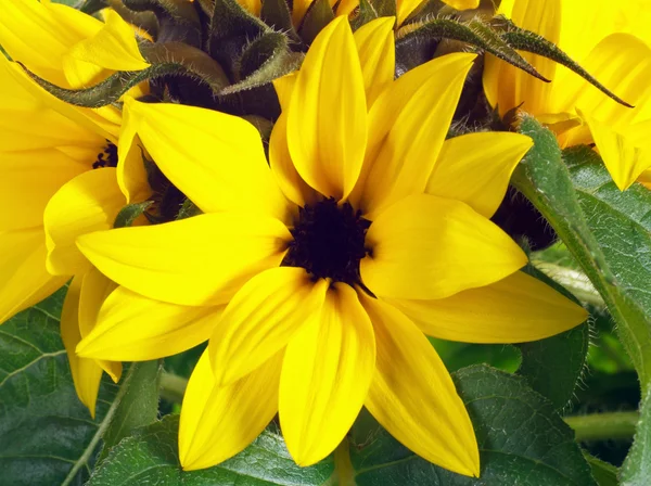 Ayçiçeği çiçek ve yaprak closeup — Stok fotoğraf
