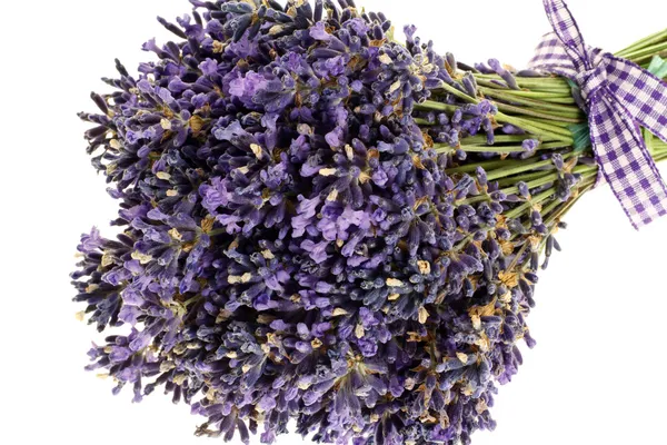 Bouquet of lavender flowers cut on white background — Stock Photo, Image