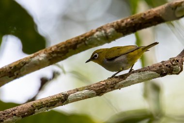 Hume 'un beyaz gözlü kuşunun ağaç dallarında duran doğa görüntüsü.