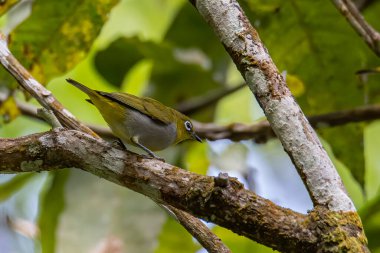 Hume 'un beyaz gözlü kuşunun ağaç dallarında duran doğa görüntüsü.