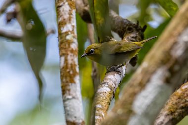 Hume 'un beyaz gözlü kuşunun ağaç dallarında duran doğa görüntüsü.
