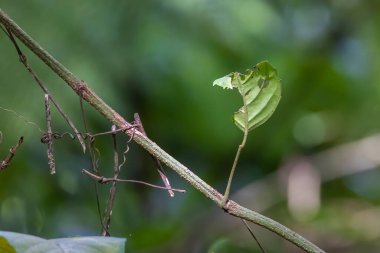 Mangrove Ormanı 'nda yağmurlu bir günde yeşil yaprakların yakın görüntüsü