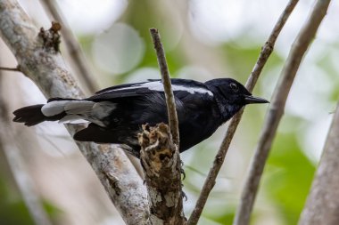 Orintal Magpie-robin 'in doğa kaldıracı kuşu.