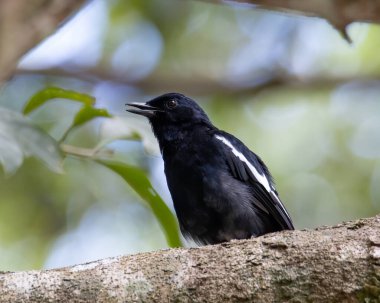 Orintal Magpie-robin 'in doğa kaldıracı kuşu.