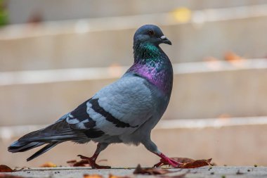 Güzel hız yarışçısı güvercin kuşu, kaya güvercini ya da yerdeki güvercin kuşunun kafasından yakın çekim