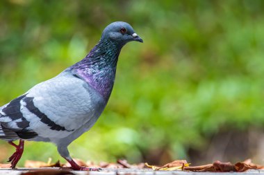 Güzel hız yarışçısı güvercin kuşu, kaya güvercini ya da yerdeki güvercin kuşunun kafasından yakın çekim