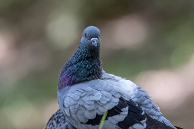 Güzel hız yarışçısı güvercin kuşu, kaya güvercini ya da yerdeki güvercin kuşunun kafasından yakın çekim