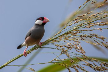 Güzel kuş Java serçesinin doğa görüntüsü (Lonchura oryzivora)