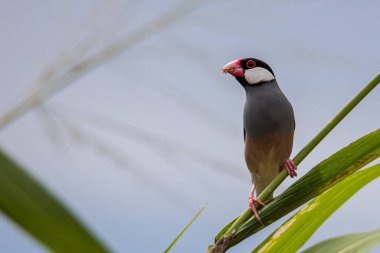 Güzel kuş Java serçesinin doğa görüntüsü (Lonchura oryzivora)