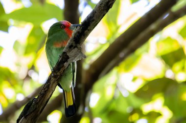 Kızıl Sakallı Arı Yiyen Kuş 4k Çözünürlükte doğanın dalında