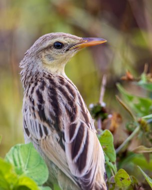 Doğa arka planına sahip güzel çizgili çim kuşunun yakın plan resmi