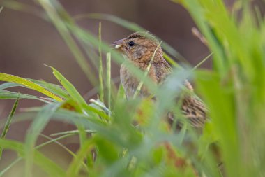 Çeltik tarlasında çimlerin üzerinde duran Baya dokumacı kuşunun doğa görüntüsü.