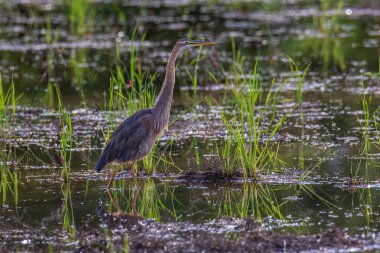 Mor Balıkçıl 'ın doğa görüntüsü. Çeltik tarlasında Ardea purpurea