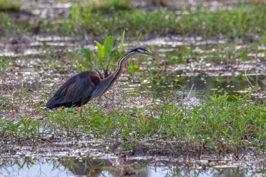 Mor Balıkçıl 'ın doğa görüntüsü. Çeltik tarlasında Ardea purpurea
