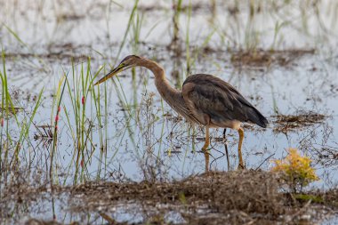 Mor Balıkçıl 'ın doğa görüntüsü. Çeltik tarlasında Ardea purpurea