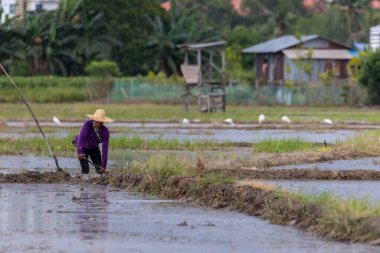 Kota Kinabalu, Sabah, Malezya - 16 Nisan 2021: Çeltik üzerinde yürüyen kimliği belirsiz çiftçi.