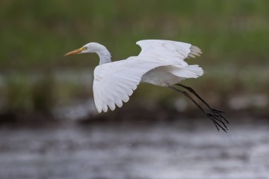 Doğa, çeltik tarlasında sığır balıkçısının görüntüsü.