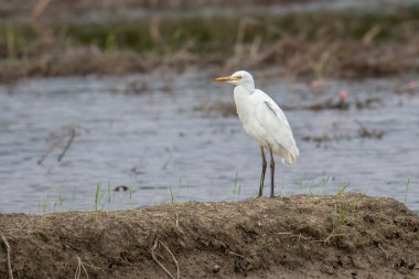 Doğa, çeltik tarlasında sığır balıkçısının görüntüsü.
