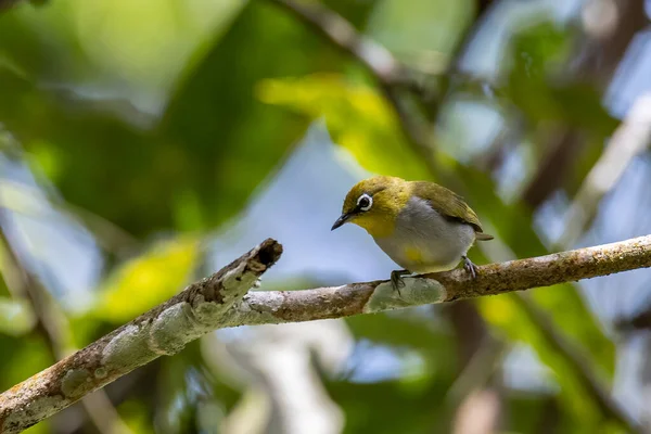 休谟白眼鸟站在树枝上的自然野生动物形象 — 图库照片