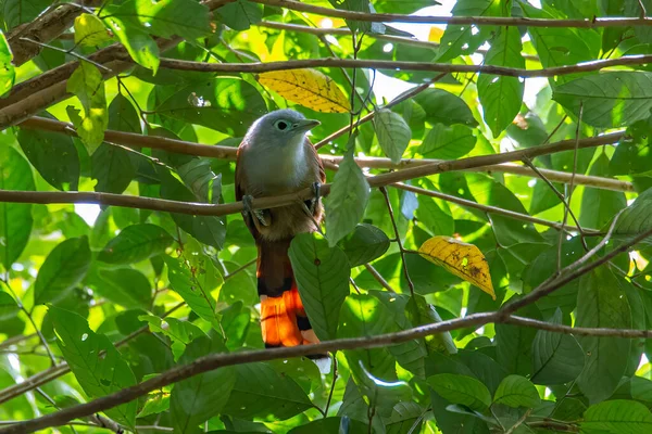 Naturaufnahme Des Malkoha Vogels Von Raffles Tiefen Dschungel — Stockfoto