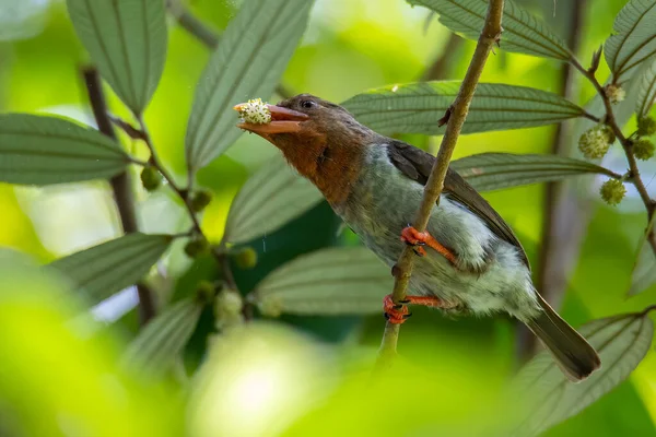 Nature wildlife image of Brown barbet bird eating fruit on tree