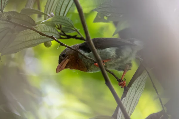 Nature wildlife image of Brown barbet bird eating fruit on tree