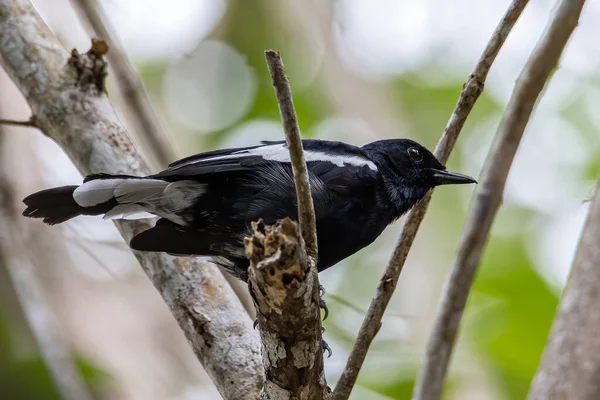 Natureza Ave Selvagem Orintal Magpie Robin — Fotografia de Stock