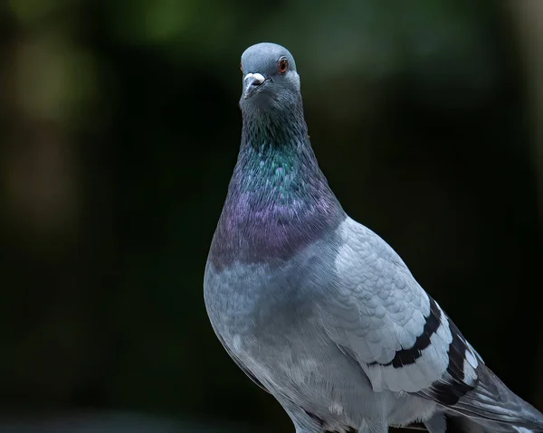 Close Head Shot Beautiful Speed Racing Pigeon Bird Rock Dove — Fotografia de Stock