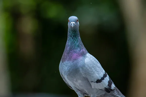 가까이에는 아름다운 속도의 비둘기 비둘기 지상에 비둘기의 사진이 — 스톡 사진