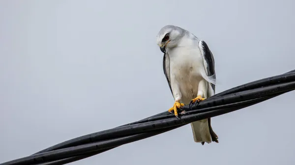 Černokřídlý Drak Také Známý Jako Orel Černý Sedící Laně — Stock fotografie