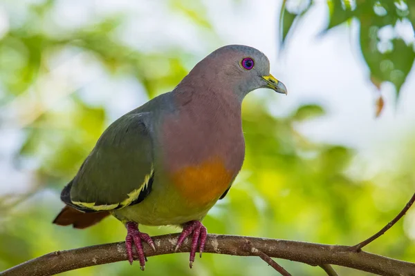 Nature Faune Oiseau Pigeon Vert Cou Rose Perché Sur Branche — Photo