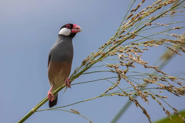 Příroda Divoká Příroda Obraz Krásného Ptáka Jáva Vrabec Lonchura Oryzivora — Stock fotografie