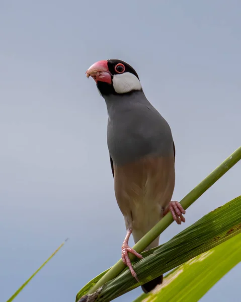 美しい鳥の自然の野生動物のイメージJavaの雀 Lonchura Oryzivora — ストック写真