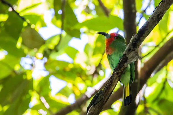 Oiseau Mangeur Abeilles Barbe Rouge Sur Branche Dans Nature Résolution — Photo