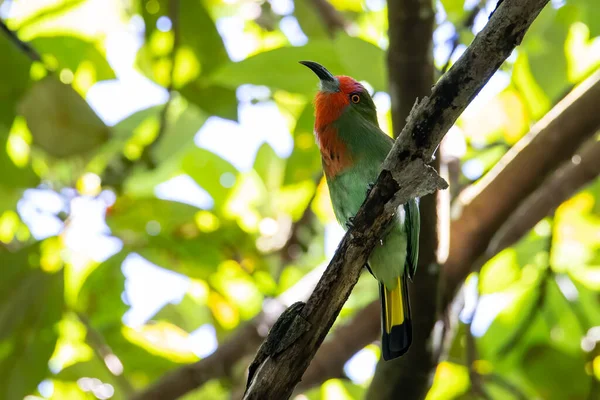 以4K解像度在自然界树枝上的红胡子食蜂鸟 — 图库照片