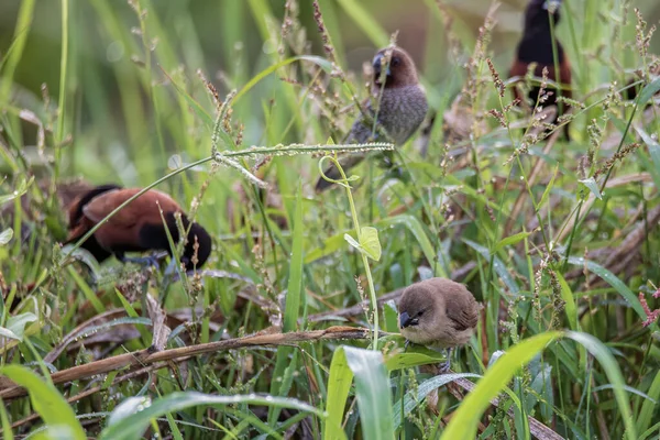 Çeltik Tarlasında Çimlerin Üzerinde Duran Çeşitli Kuş Türleri — Stok fotoğraf