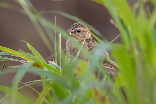 Natur Tierbild Von Baya Webervogel Steht Auf Gras Reisfeld — Stockfoto