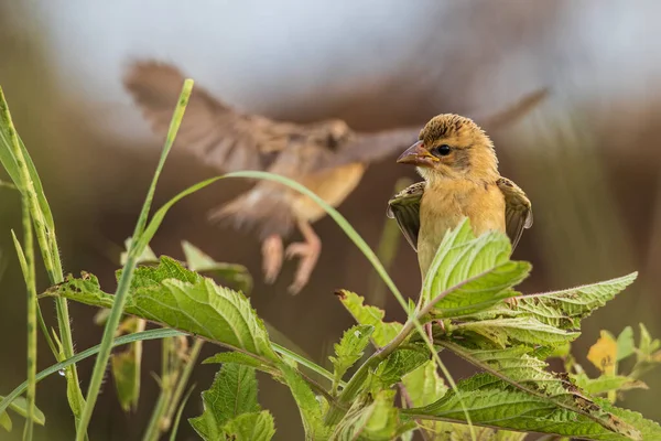 Naturaleza Fauna Imagen Baya Tejedor Pájaro Pie Hierba Arrozal —  Fotos de Stock