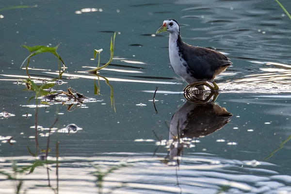 Petto Bianco Uccello Waterhen Paddy Depositato Sabah Borneo — Foto Stock