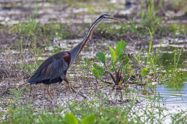 Mor Balıkçıl Doğa Görüntüsü Çeltik Tarlasında Ardea Purpurea — Stok fotoğraf