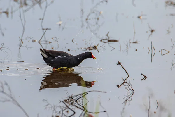 Bird Common Moorhen Paddy Field — Stock Photo, Image