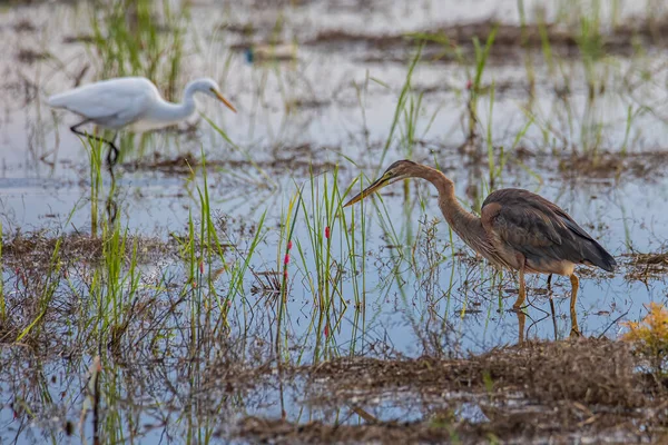 Natureza Imagem Vida Selvagem Purple Heron Ardea Purpurea Campo Arrozais — Fotografia de Stock