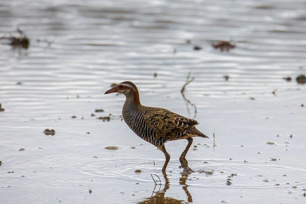 Naturbild Buff Banded Rail Vogel Auf Reisfeldern Eingereicht — Stockfoto