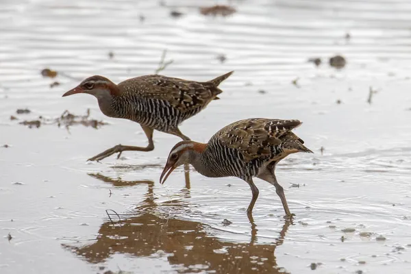 Изображение Дикой Природы Buff Banded Rail Bird Paddy Filed — стоковое фото