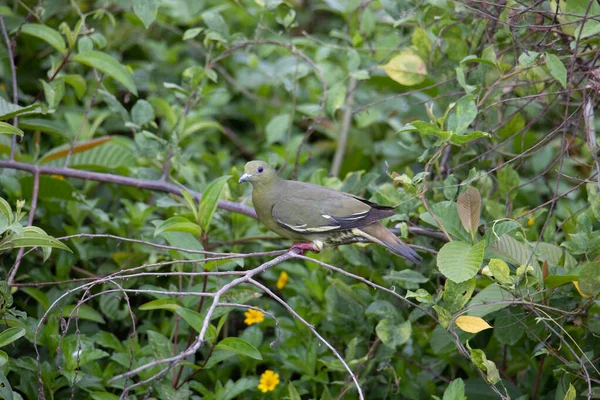 Nature Faune Oiseau Pigeon Vert Cou Rose Perché Sur Branche — Photo