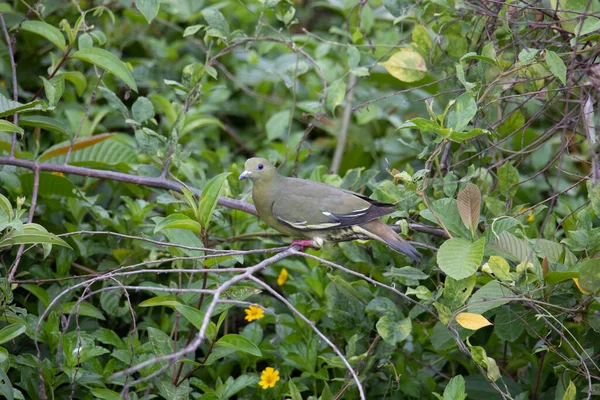 Nature Faune Oiseau Pigeon Vert Cou Rose Perché Sur Branche — Photo
