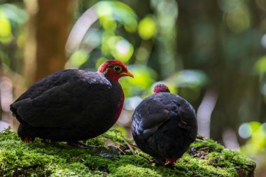 Borneo adasına özgü, ormanın derinliklerindeki kızıl başlı kekliğin doğa kuşudur.