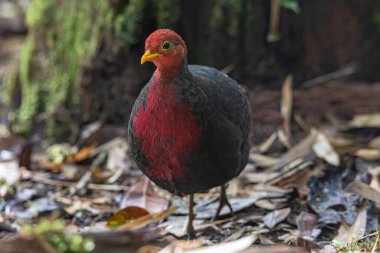 Borneo adasına özgü, ormanın derinliklerindeki kızıl başlı kekliğin doğa kuşudur.