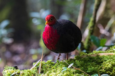 Borneo adasına özgü, ormanın derinliklerindeki kızıl başlı kekliğin doğa kuşudur.