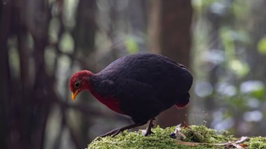 Borneo adasına özgü, ormanın derinliklerindeki kızıl başlı kekliğin doğa kuşudur.